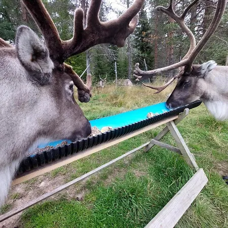 Reindeernook